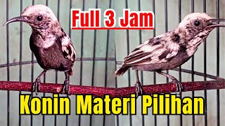 ⚫ FULL 3 JAM KOMPILASI MASTERAN KONIN GACOR COCOK UNTUK PANCINGAN KOLIBRI NINJA ISIAN TERBAIK❗❗#094