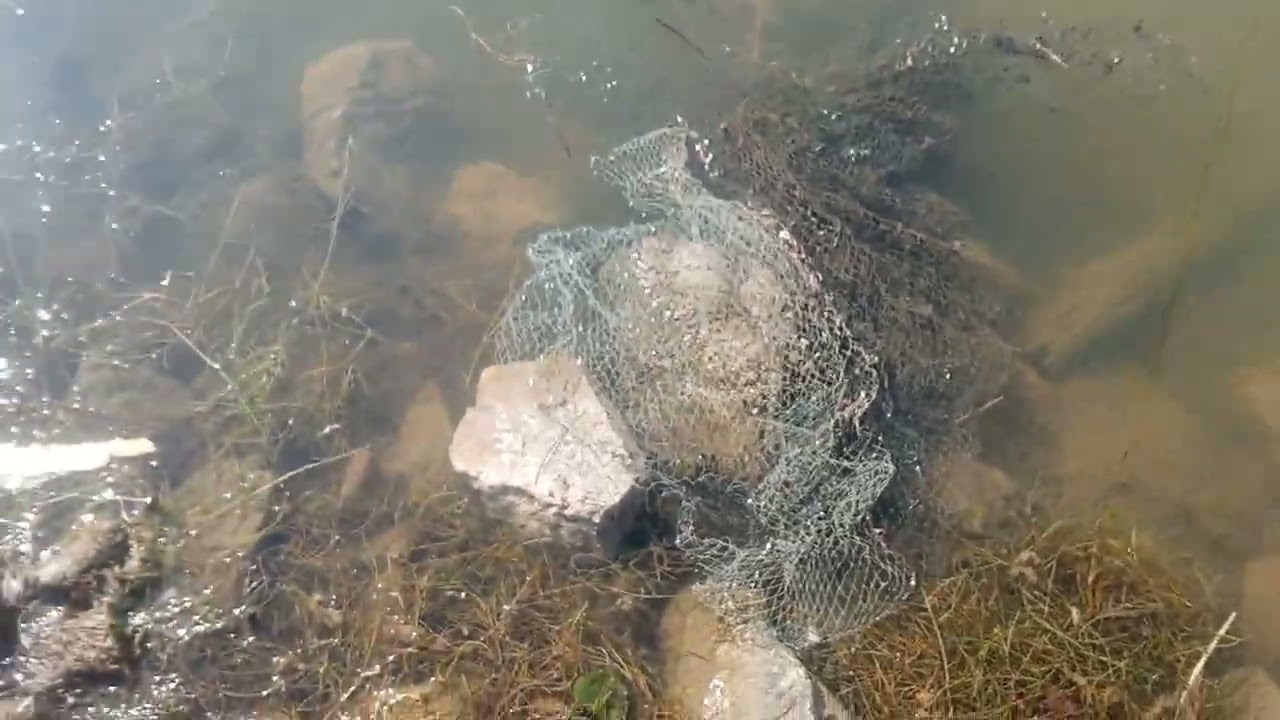 Snapping turtle fail
