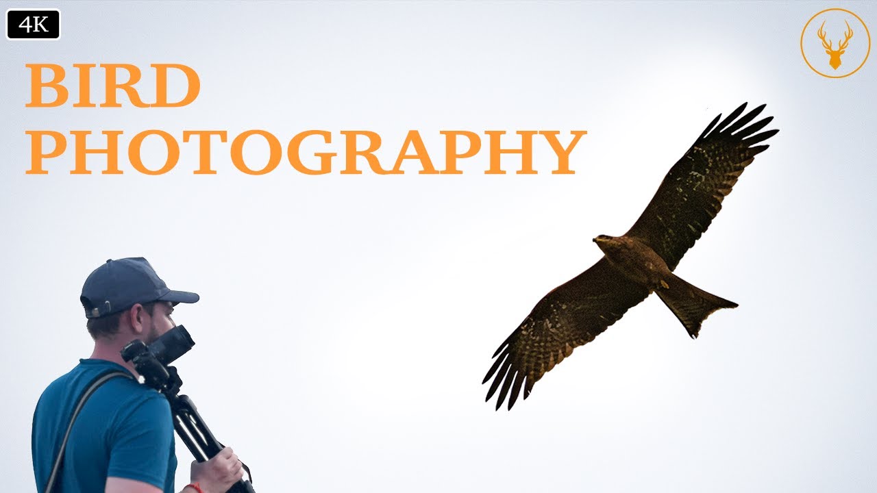 BIRD PHOTOGRAPHY - Mysterious Bird Shows Up Near My HOME! #birdphotography #birds #canon