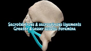 Sacrotuberous & sacrospinous ligaments, greater and lesser sciatic foramina Where Is The Greater Sciatic Notch Located