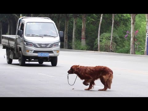 Video: Suns, kas veica īpašnieka kravas automašīnu pēc tam, kad tas tika atcelts degvielas uzpildes stacijā, ir jauns, labāks mājas