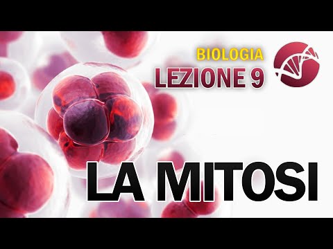 Video: Cosa significa una mitosi in biologia?