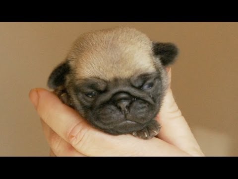 tiniest pug in the world