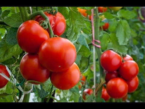 Wideo: Uprawa Pomidorów: Przygotowanie Szklarni, Gleby I Sadzonek
