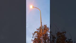 Orange tree beside the lamppost