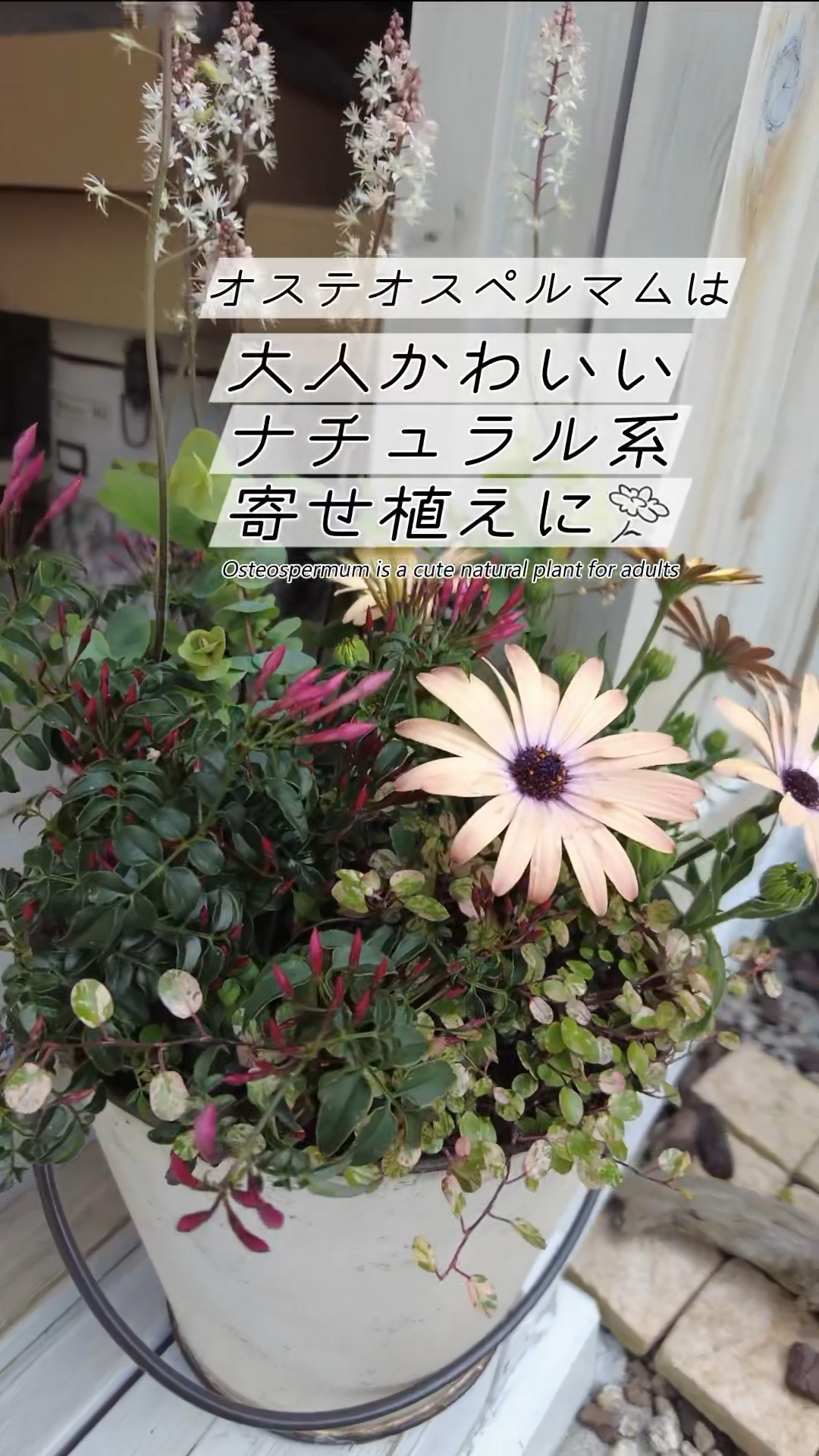 大人可愛い】オステオスペルマムのナチュラル系寄せ植え（簡単5苗