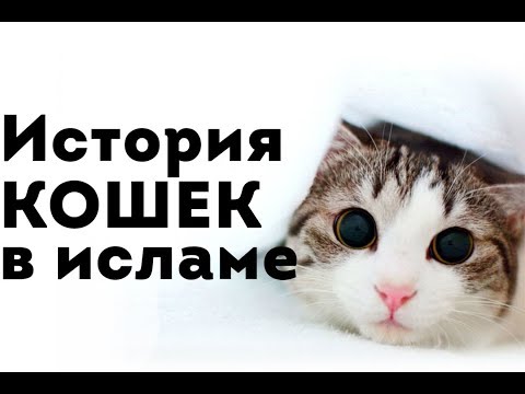 Видео: Каковы некоторые хорошие имена кота?