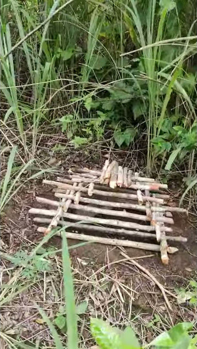 Amazing Quick Bird Trap From Cans Coca-Cola 