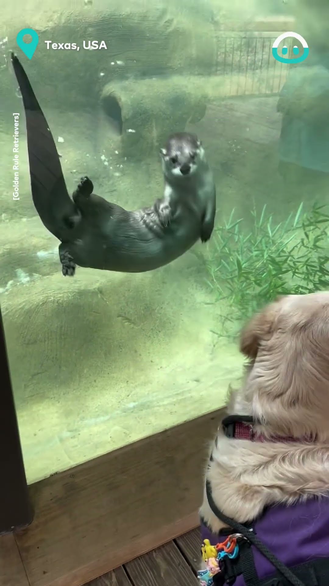 Adorable Golden Retriever and Otter Friendship || ViralHog
