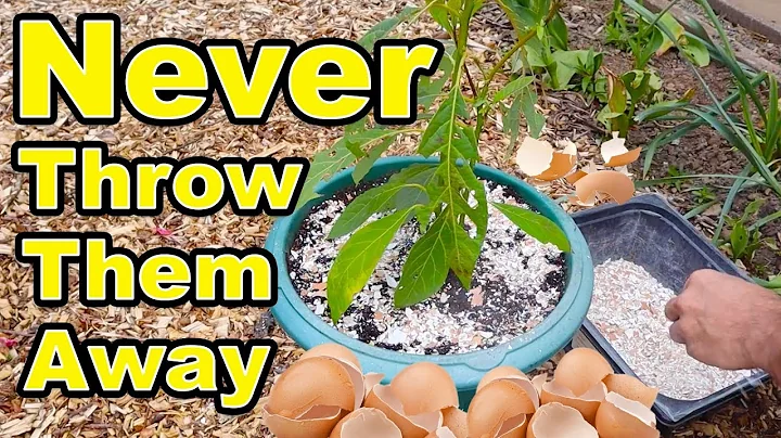 Never Throw Away Eggshells Again - Amazing Gardeni...