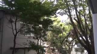 Summer Sounds in Tokyo