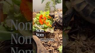 Feeding time for my little Tortoise 🐢♥️! He loves salad and neck scratches #tortoise #petvideos