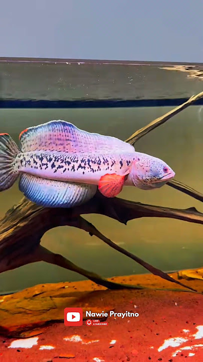 KING OF SNAKEHEADS! The Most Expensive Channa Barca in the World? 🤯 💸