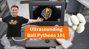 How/Why We Ultrasound Our Ball Python Collection!