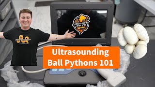 How/Why We Ultrasound Our Ball Python Collection!