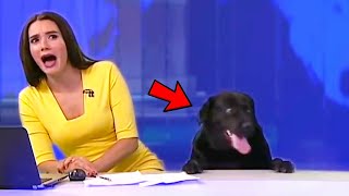 Best Animals News Bloopers