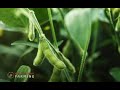 Soybean farming tips and guide - Horticulture