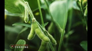 Soybean farming tips and guide  Horticulture