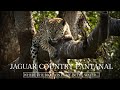 Exploring the Majestic Jaguar-Paradies Pantanal in Brazil