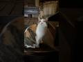 The Cutest Inn Cat at a Old Ryokan in Japan #shorts