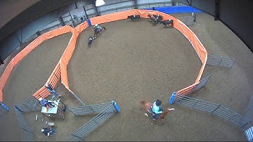 Big Sky Ranch Sorting Saddle Series #3 - Open H/C - Round #3 - Ride #2