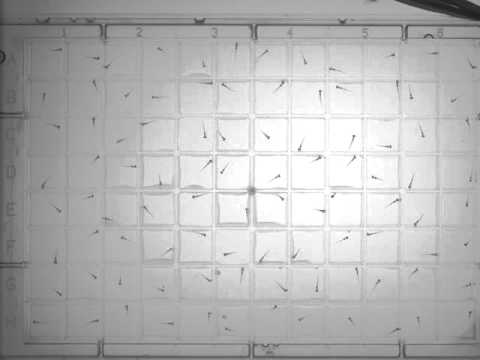 Larval Zebrafish Locomotor Activity Assay