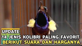 14 TYPES OF LUXURY MASTERING HUMMINGBIRD BIRDS, PRICES STARTING FROM 25 THOUSAND AT THE PRAMUKA B...