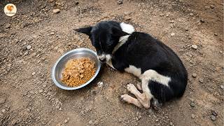 Never asked to be rescued... but she proved she deserves love