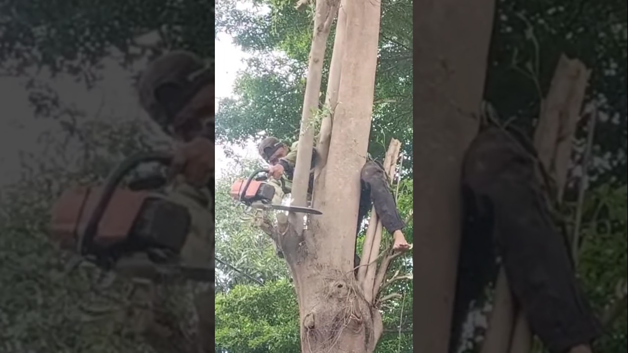 crazy tree cutting techniques 