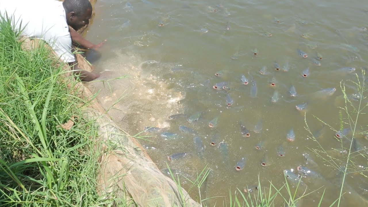 LOOK AT THE SIZE OUR THE FISH AT 5 MONTHS THEY ARE READY FOR SALE