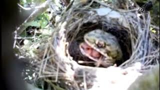 anak burung di makan ular