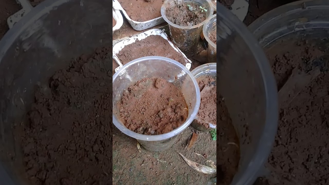 Cara menanam Biji Leci dirumah 