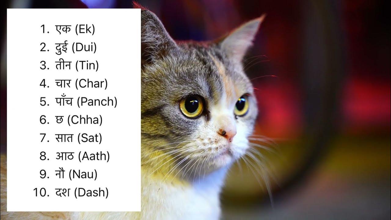 Nepali Numbers 110 A Hilarious Cat Adventure! Laugh and Learn YouTube