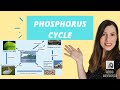 THE PHOSPHORUS CYCLE for A Level Biology: The importance of mycorrhiza fungus too