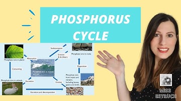 THE PHOSPHORUS CYCLE for A Level Biology: The importance of mycorrhiza fungus too