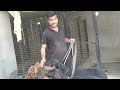 Doberman mohan pal dog trainer