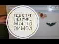 Где спят летучие мыши зимой? Реабилитационный центр.