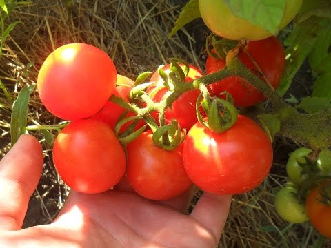 Vídeo: Tomato Sanka - rendimento e características da variedade