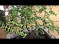 Комнатные растение. Sophora prostrata « Little Baby »