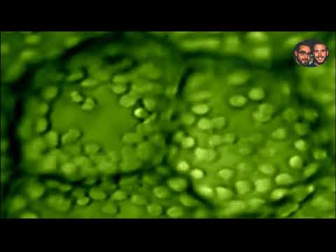 Video: ¿Cómo ocurre la fotosíntesis en las algas?