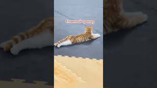 🐾Котики 🐈Кошки 🐈⬛Котята😺🐾