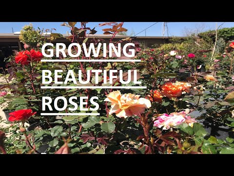 Video: Ketahui Tentang Grandiflora Roses Dan Hybrid Tea Roses