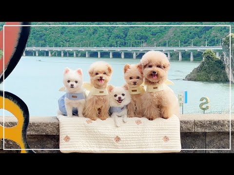 강아지들 데리고 당일치기 여행 잼 🎶  (feat.단양애견동반여행)