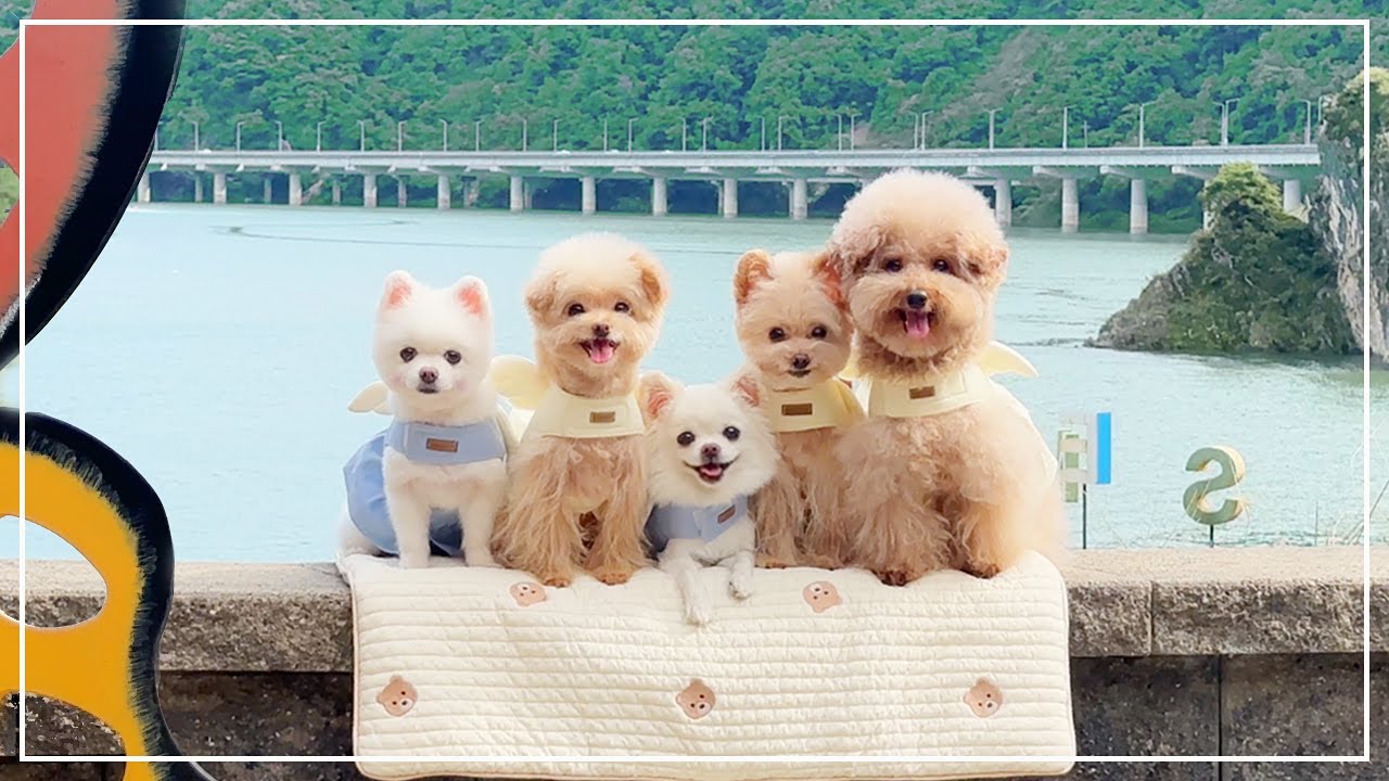 강아지들 데리고 당일치기 여행 잼 🎶  (feat.단양애견동반여행)