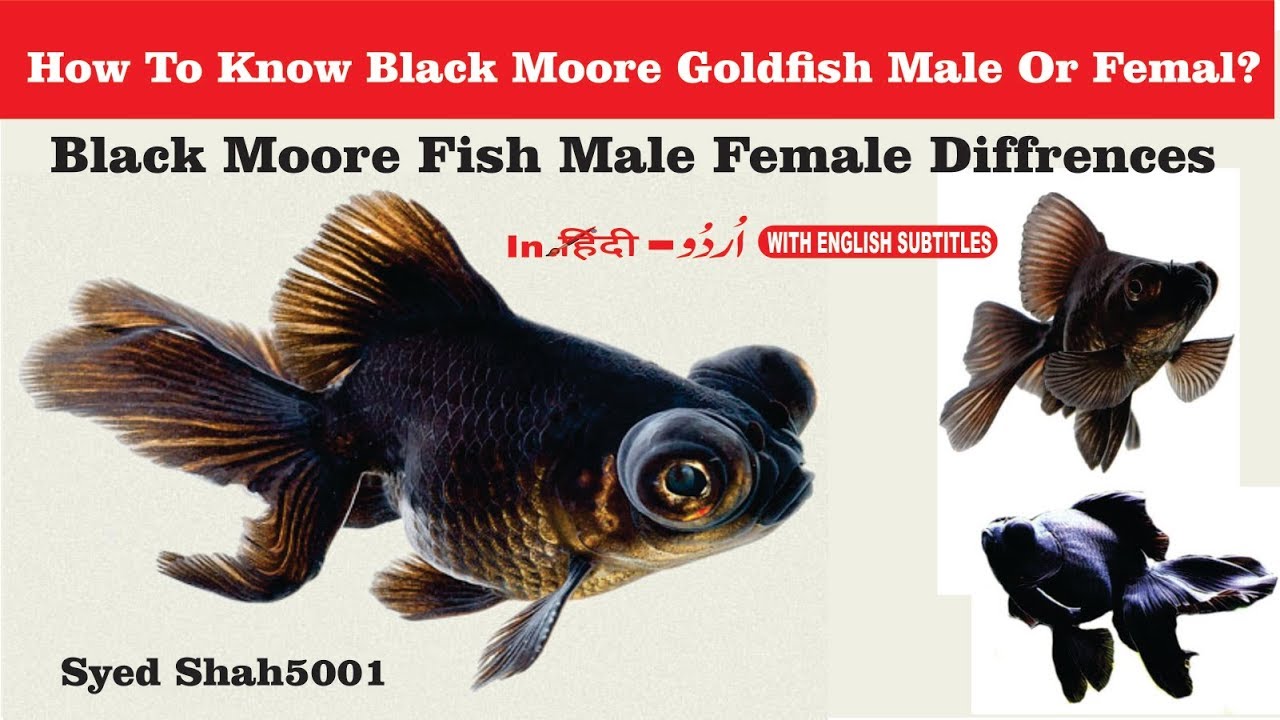 Black Moore Goldfish Male And Female 