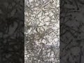 Black Tiger Shrimp Seed @manrung5093 @AllAboutEconomics_Michael @hkaquaculture