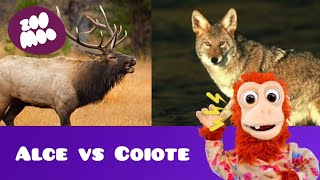 que barulho é esse (alce vs coiote)