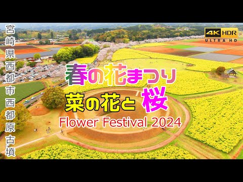 ドローン 空撮 🚀 SAKURA JAPAN 2024 🌸花まつり🌼菜の花と桜のコラボレーション 宮崎県西都市