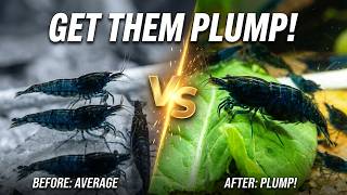Spinach: The Secret to Plump, Healthy Shrimp