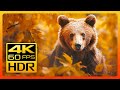 Beautiful Autumn Wildlife in 4K HDR 60fps 🐺🍁 Fall Leaves Colors & Relaxing Piano Music - 5K Retina